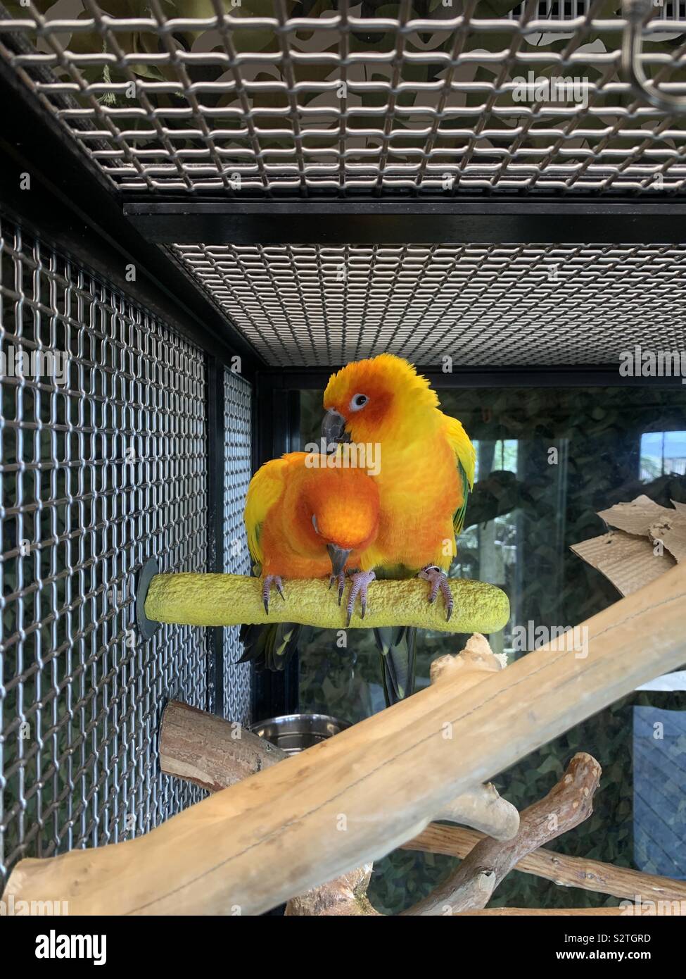 Zwei bunte Papageien in einem Draht Käfig closeup Stockfoto