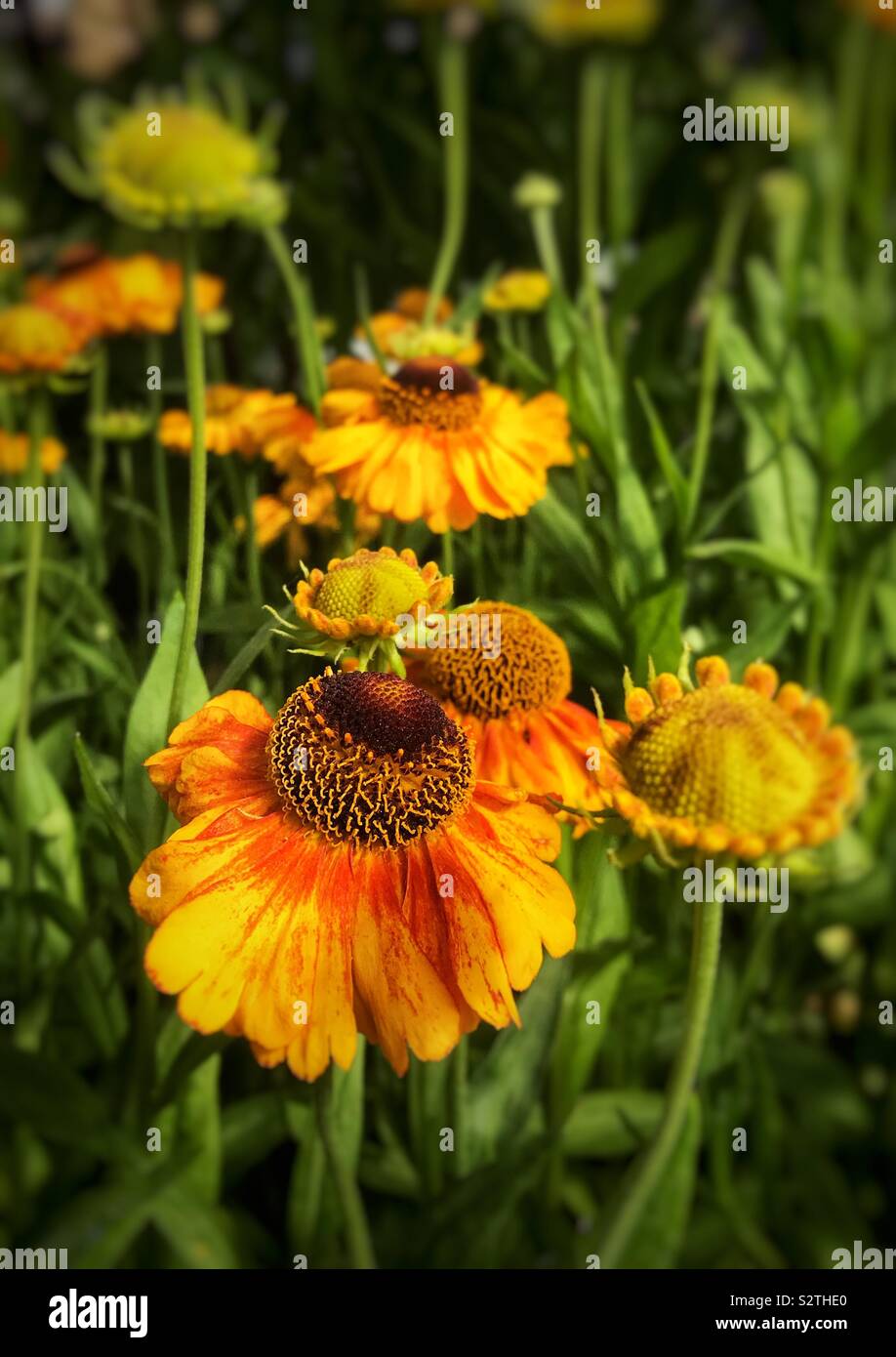 Helenium-Blume - Smartphone-aufgenommenes Stockfoto