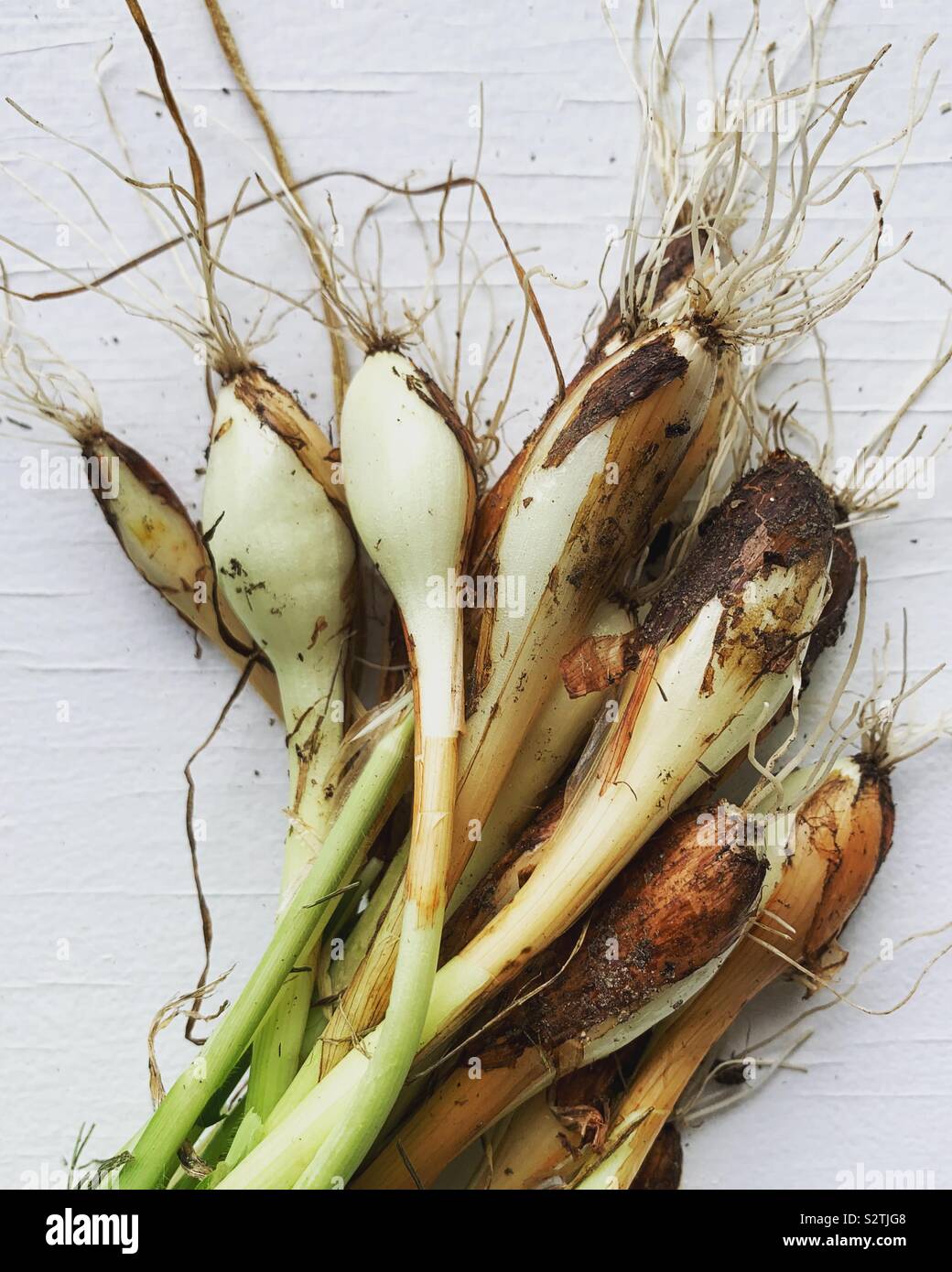 Grüne Zwiebeln frisch aus dem Garten - Smartphone-aufgenommenes Stockfoto