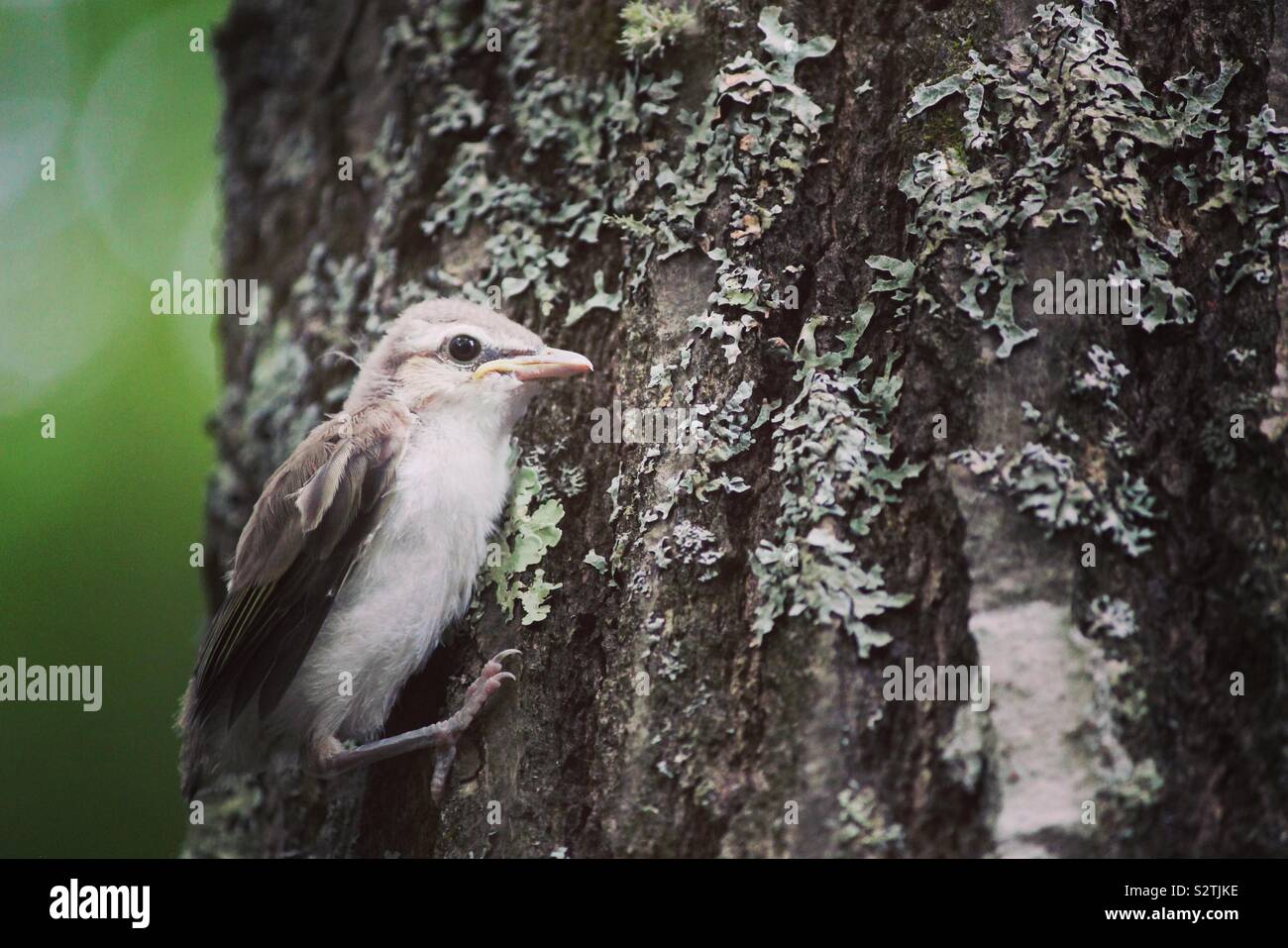 Baby Vogel an der Seite eines Baumes Stockfoto