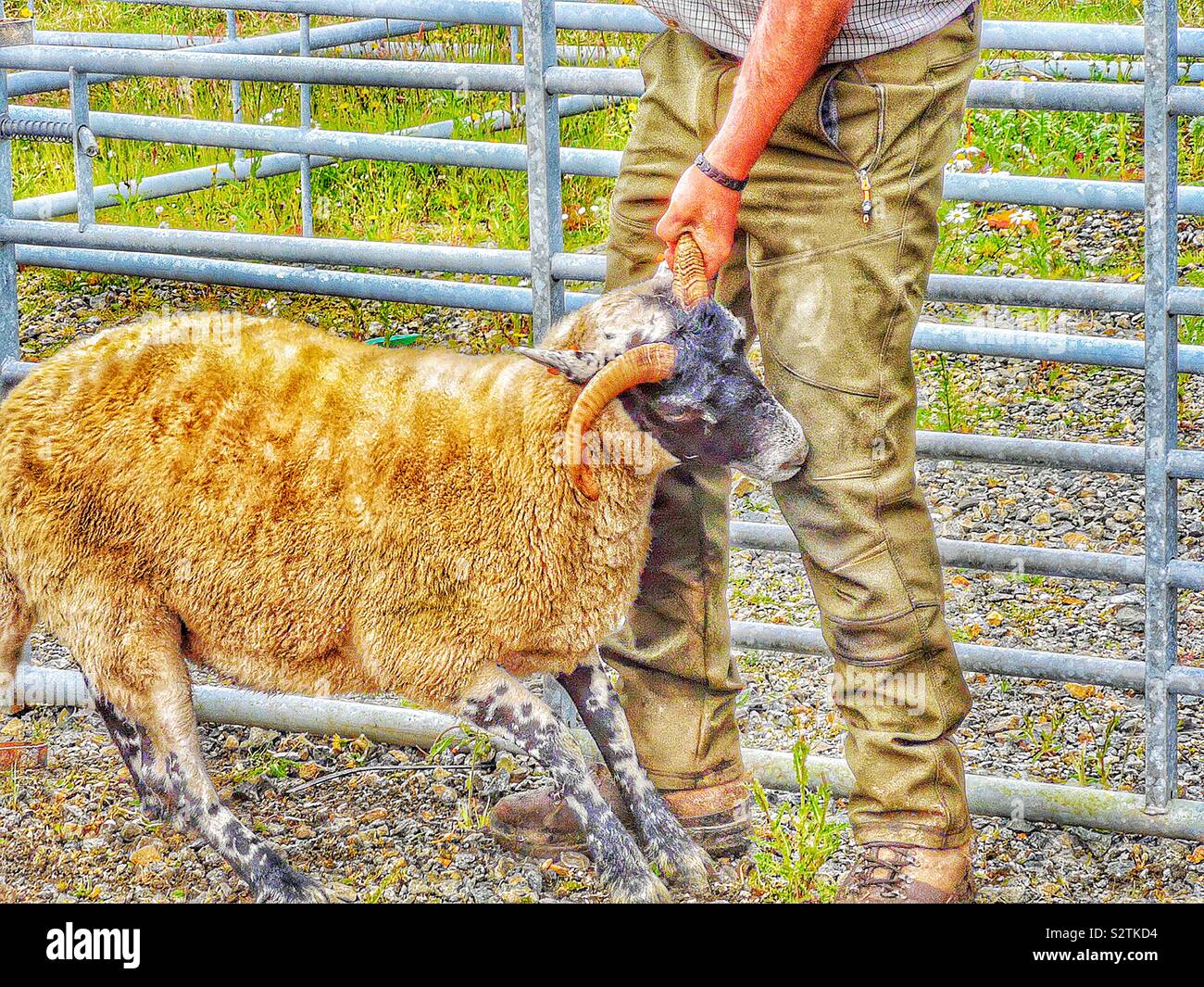 Schafe Beurteilung Geschichte 7. Die Sieger - noch - zu widerstehen, indem Sie einen Horn als Handler gesteuert werden zeigt die Schafe auf die Menschenmenge und Landwirte. - Smartphone-aufgenommenes Stockfoto