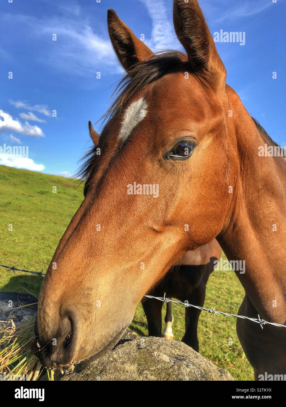 Junges Pferd Stockfoto