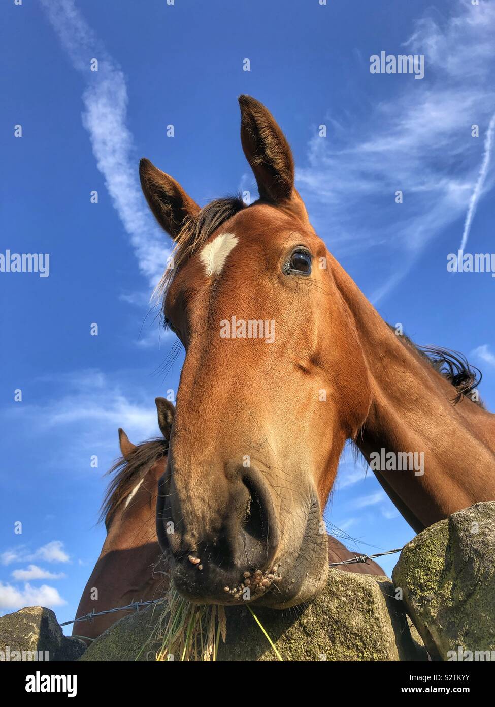Junges Pferd Stockfoto