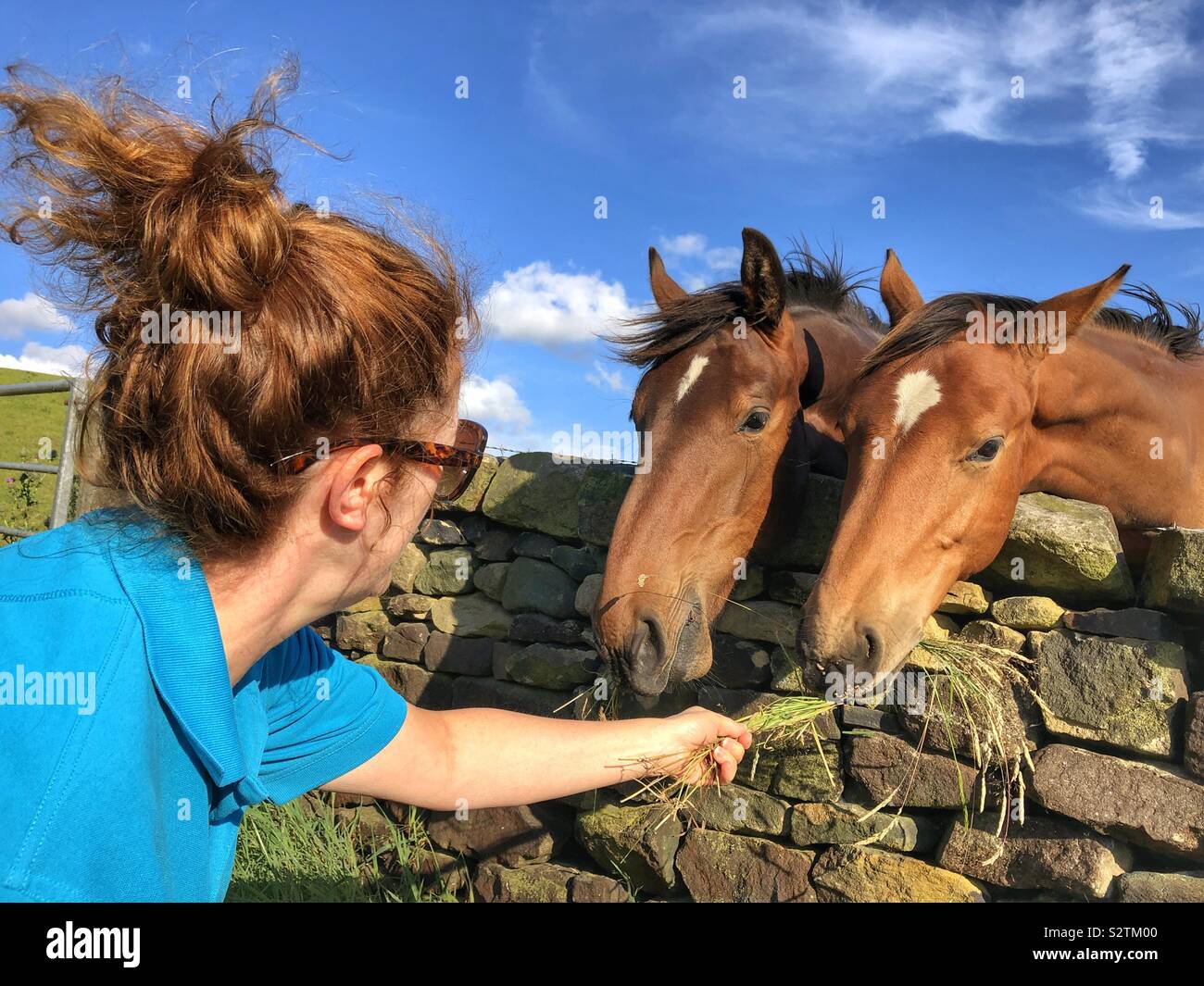 Frau Fütterung ein junges Pferd und der Mutter Stockfoto