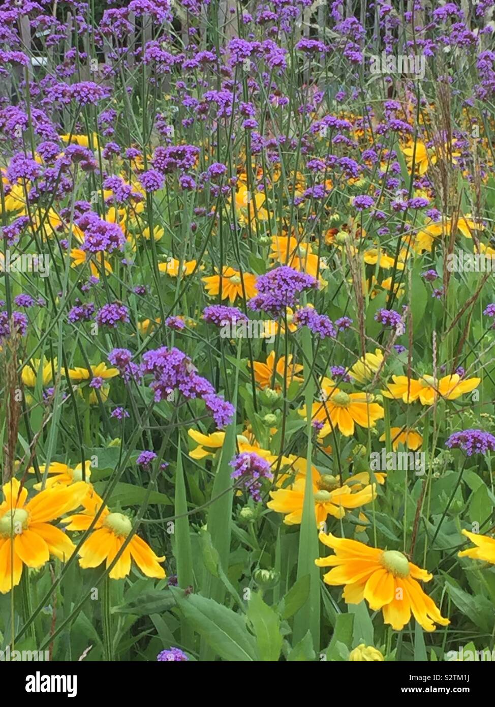 Gelb und Lila Blumen in der Wiese Stockfoto