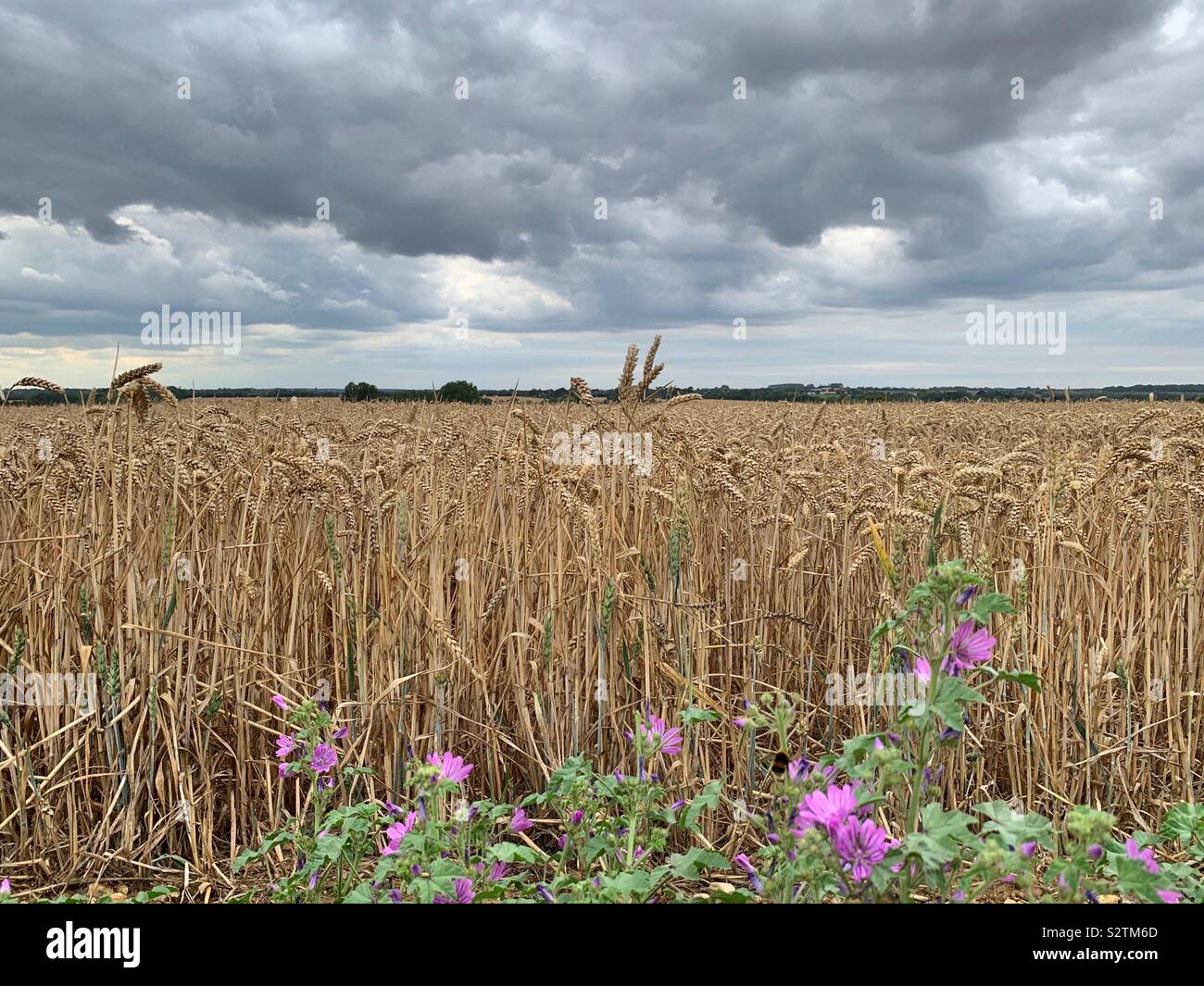 Ein Feld von reifem Weizen vor dem Hintergrund einer stürmischen Himmel mit lila Cranesbill Blumen im Vordergrund. Stockfoto