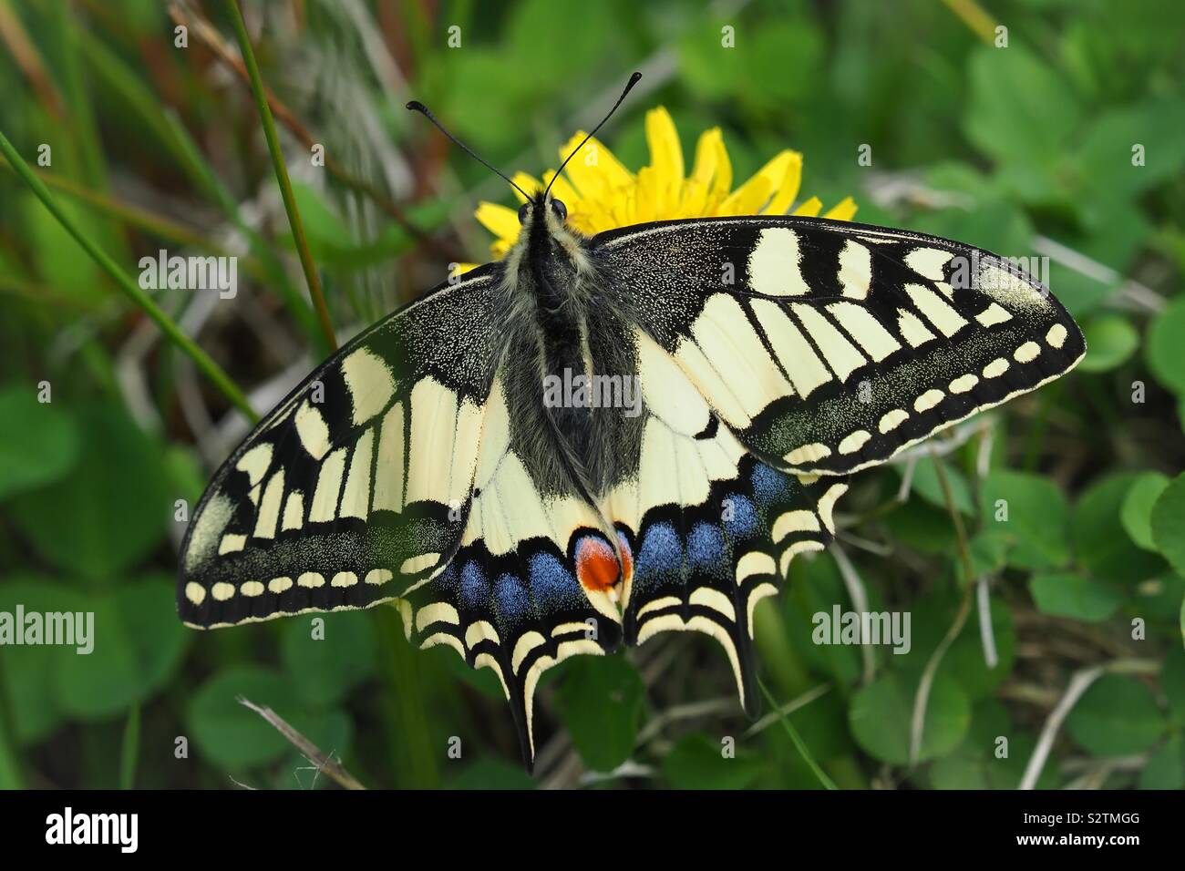 Schwalbenschwanz Schmetterling mit ausgebreiteten Flügeln auf eine gelbe Blume Stockfoto