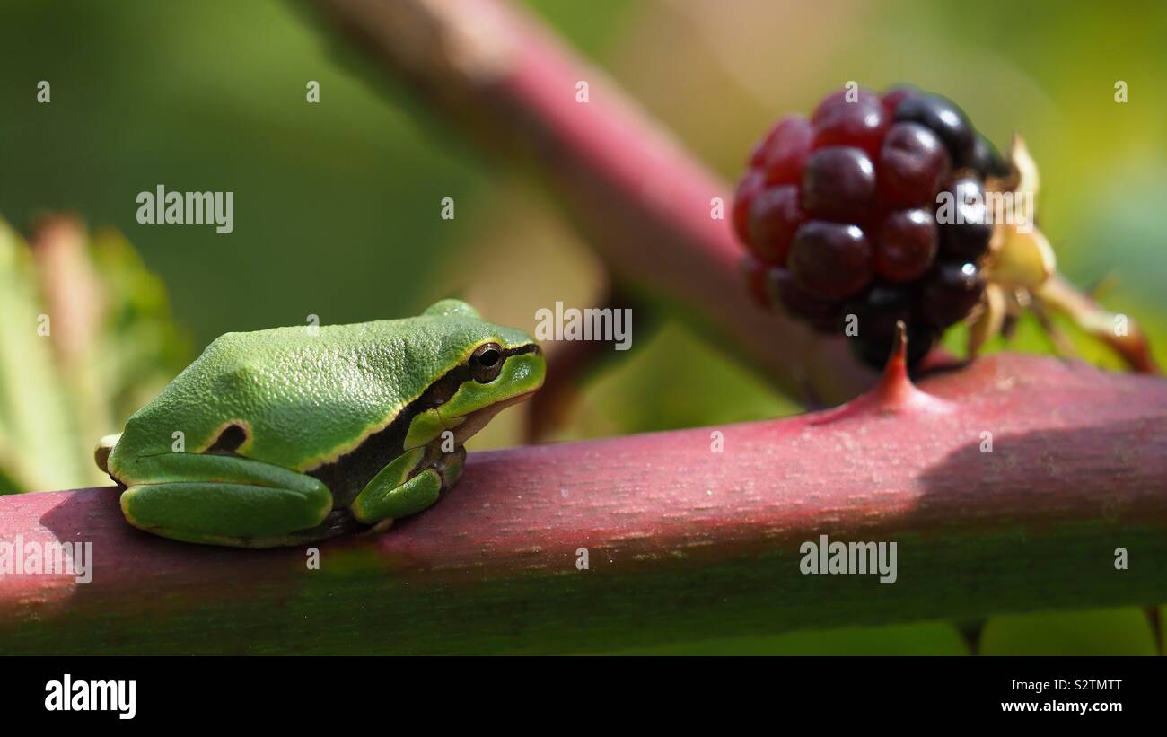 Frosch sitzend in einer blackberry Dornbusch Stockfoto