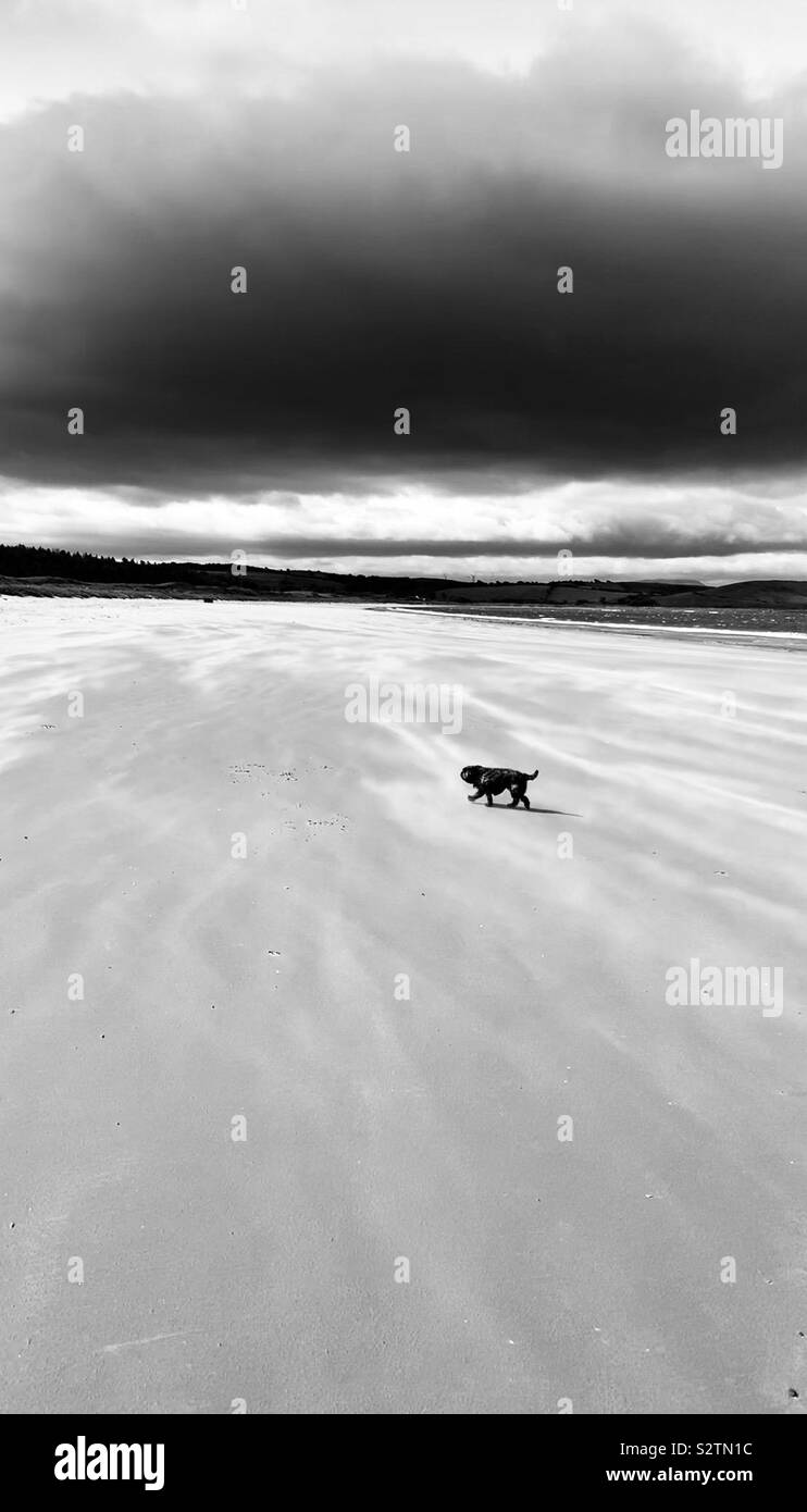 Hund allein am Strand schwarz-weiß Foto - Cairn Terrier Stockfoto