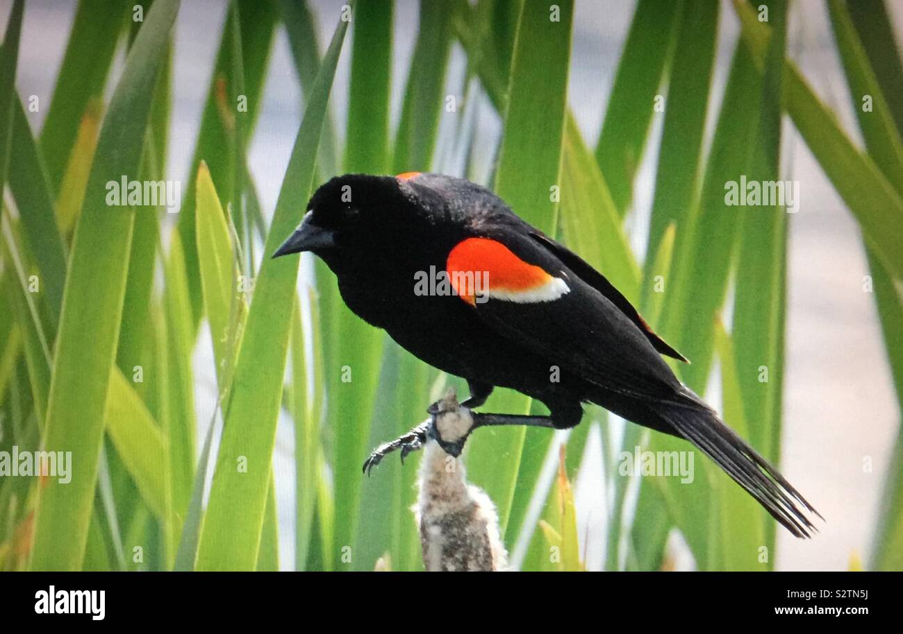 Nordamerikanische Vögel, Red-winged blackbird, (Agelaius phoeniceus) Stockfoto