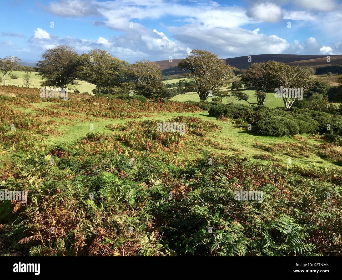 Neue Wald Landschaft, im Süden von England, Großbritannien Stockfoto