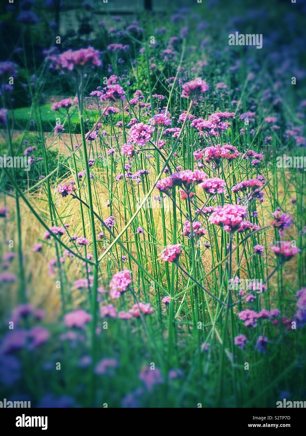 Verbena bonariensis im Sommer UK Stockfoto