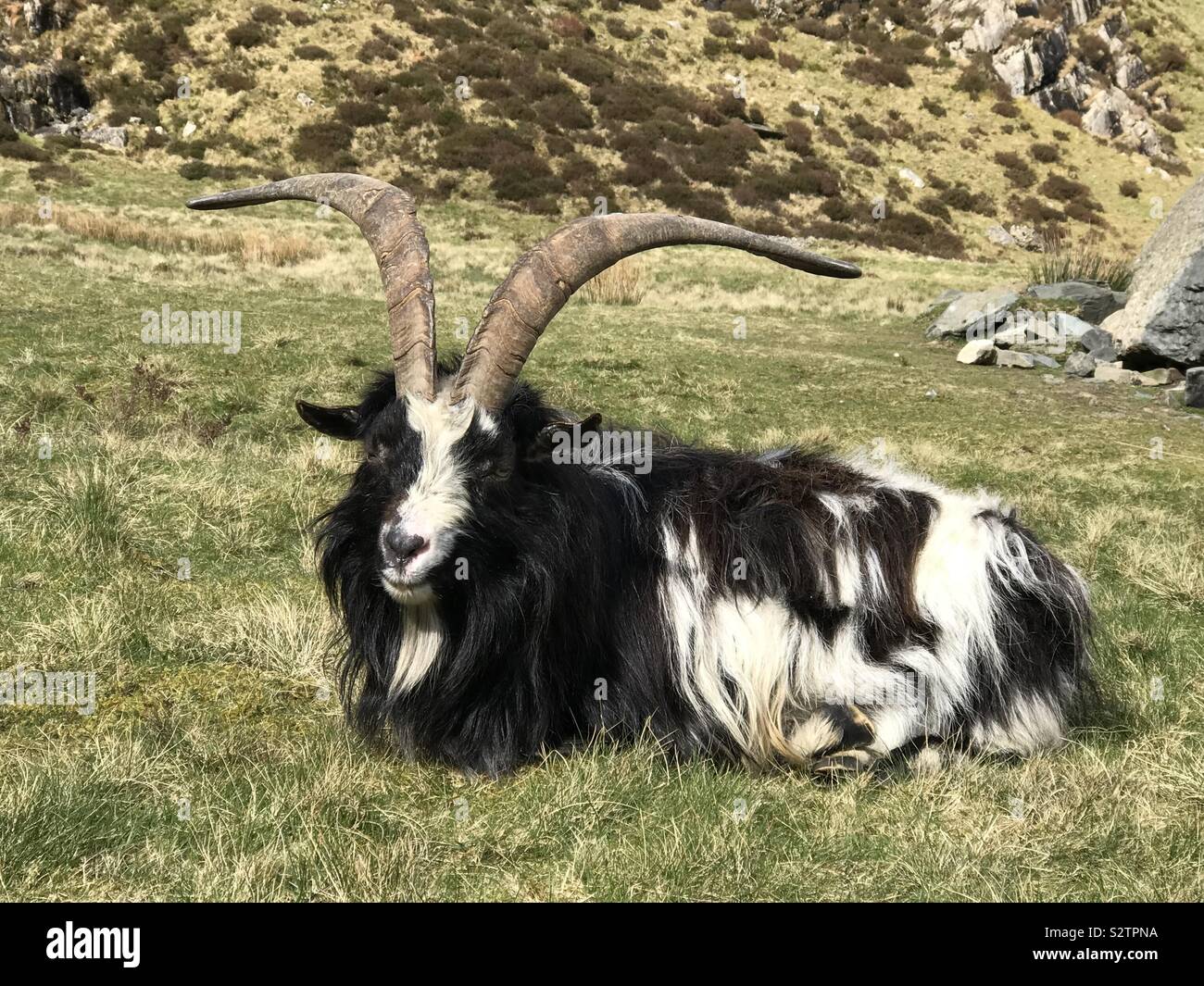 Bergziege auf Llyn Idwal, Snowdonia, Wales. - Smartphone-aufgenommenes Stockfoto