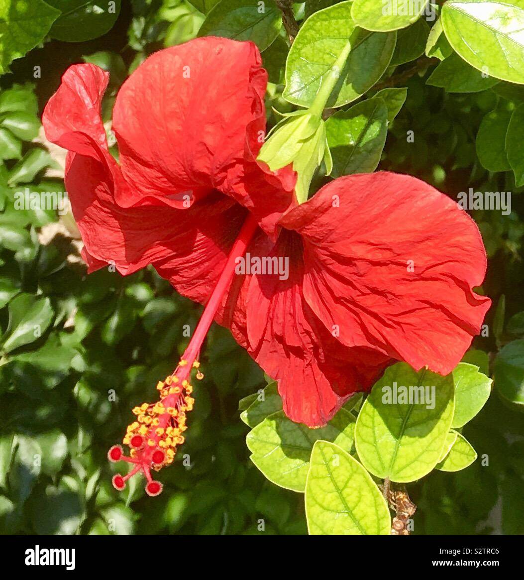 Hibiskus Blume, Sardinien Stockfoto