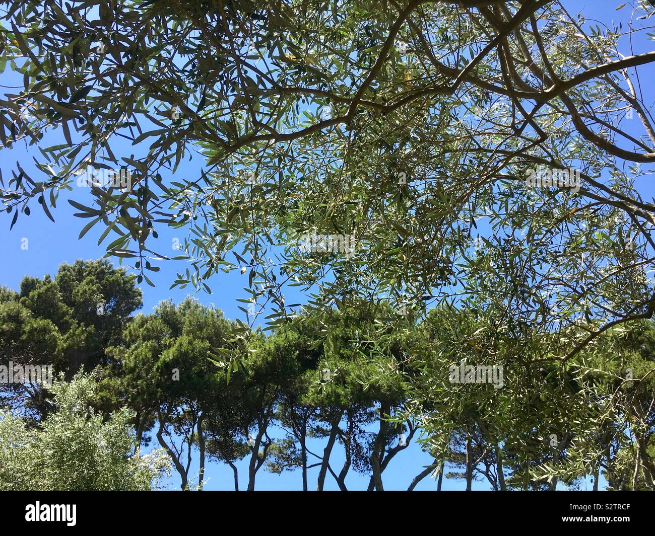 Von Pinien und Olivenbäumen auf Sardinien Stockfoto