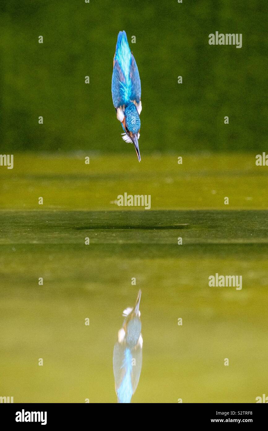 Tauchen Kingfisher mit Eingeklappten und Reflexion Stockfoto