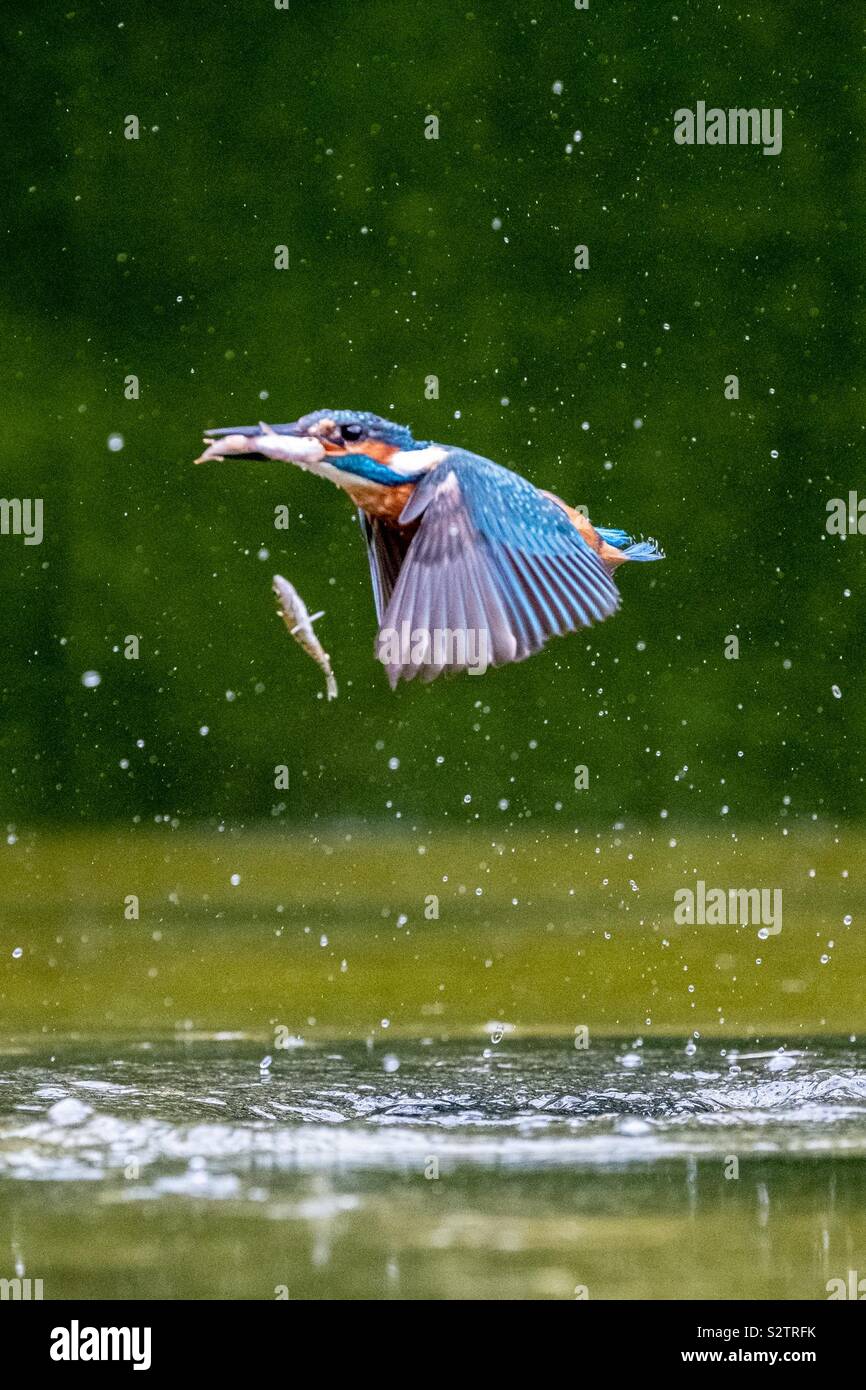 Ein Eisvogel fliegt mit einem Fisch im Schnabel und andere in der Luft, dass es gefallen ist. - Smartphone-aufgenommenes Stockfoto