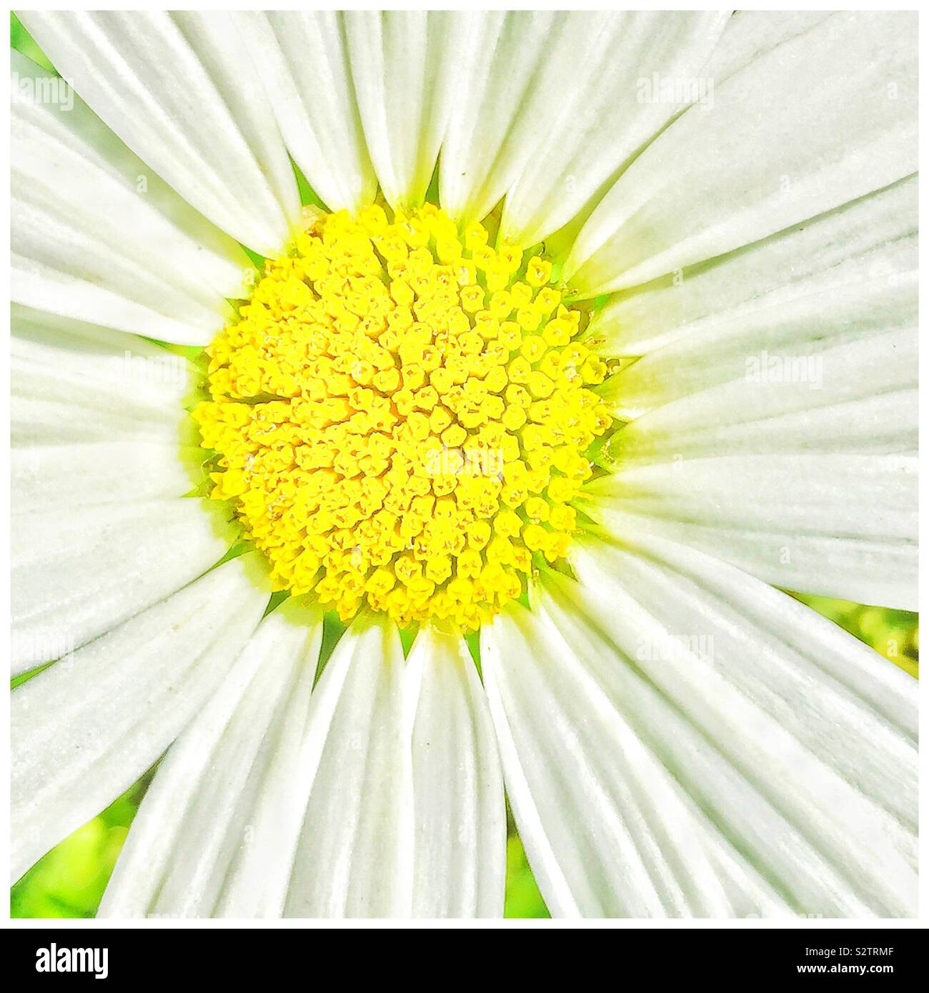 Daisy Blume. - Smartphone-aufgenommenes Stockfoto