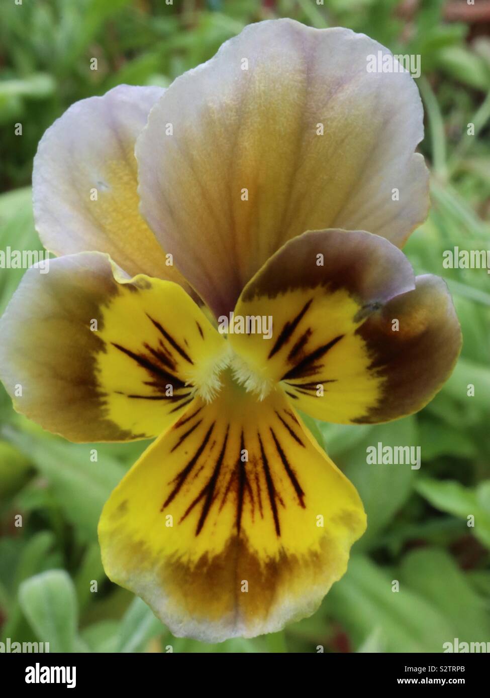 Funny Face Viola Stockfoto