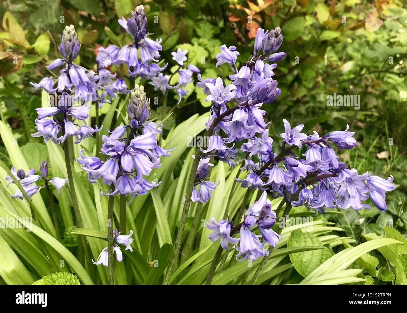 Wilden Glockenblumen, England, Großbritannien Stockfoto