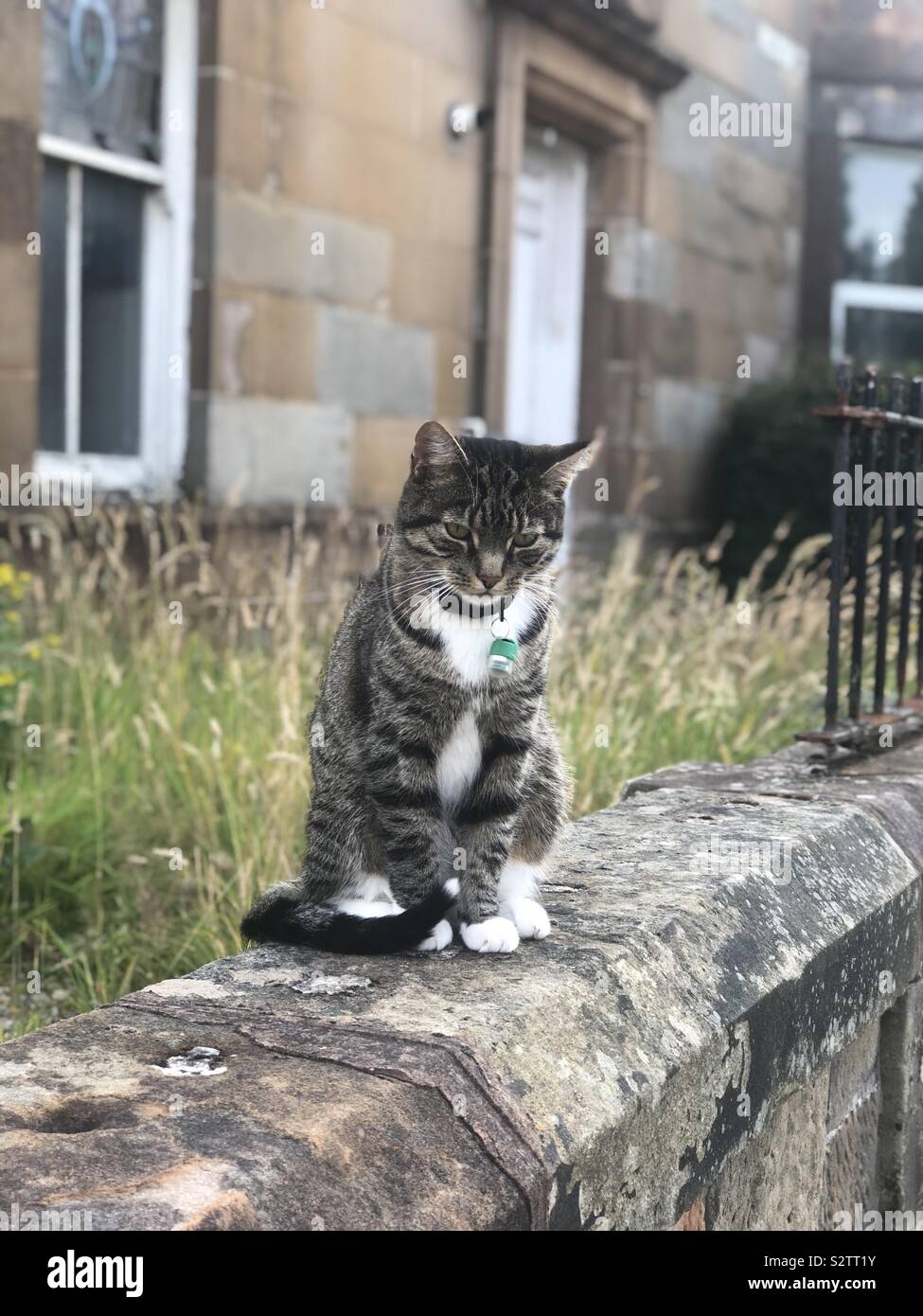 Tabby Katze an einer Wand Stockfoto