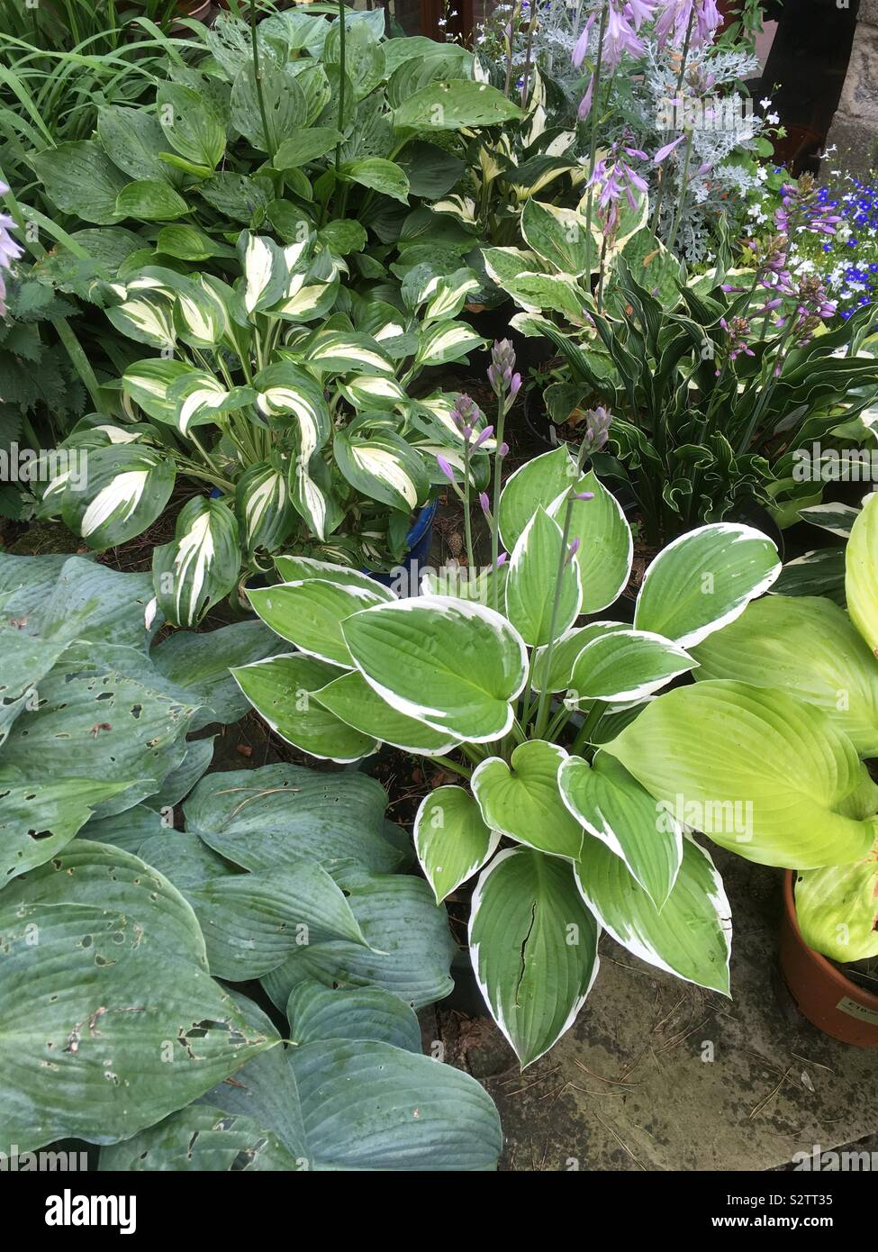 Eine Sammlung von Hostas in vollem Blatt an der kleinfarm amateur Garten auf 900 ft. Nidderdale. 04/08/2019 Stockfoto