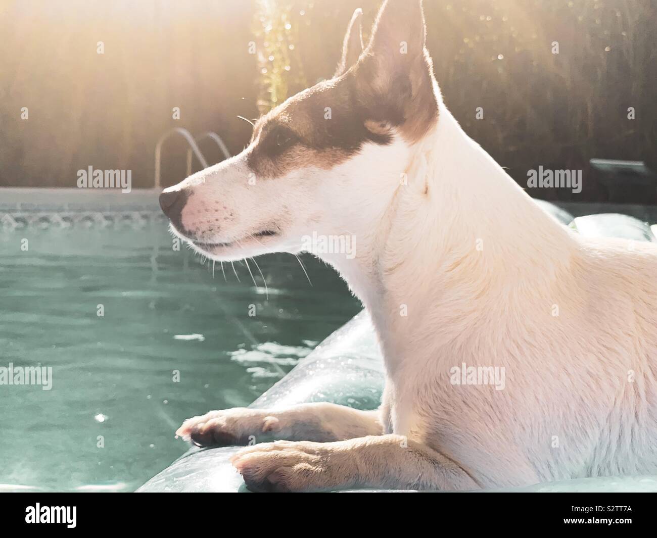 Jack Russell Terrier Hund ruhig am Pool auf einer aufblasbaren Pool schwimmen an einem heißen sonnigen Tag Stockfoto