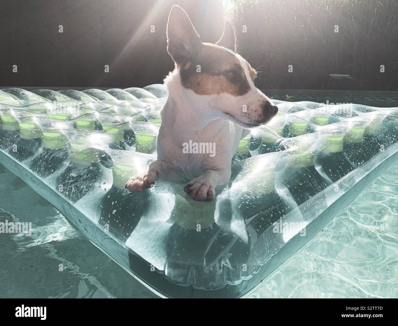 Jack Russell Terrier Hund Faulenzen auf einer aufblasbaren Pool schwimmen an einem heißen sonnigen Tag in einem Hinterhof Schwimmbad Stockfoto