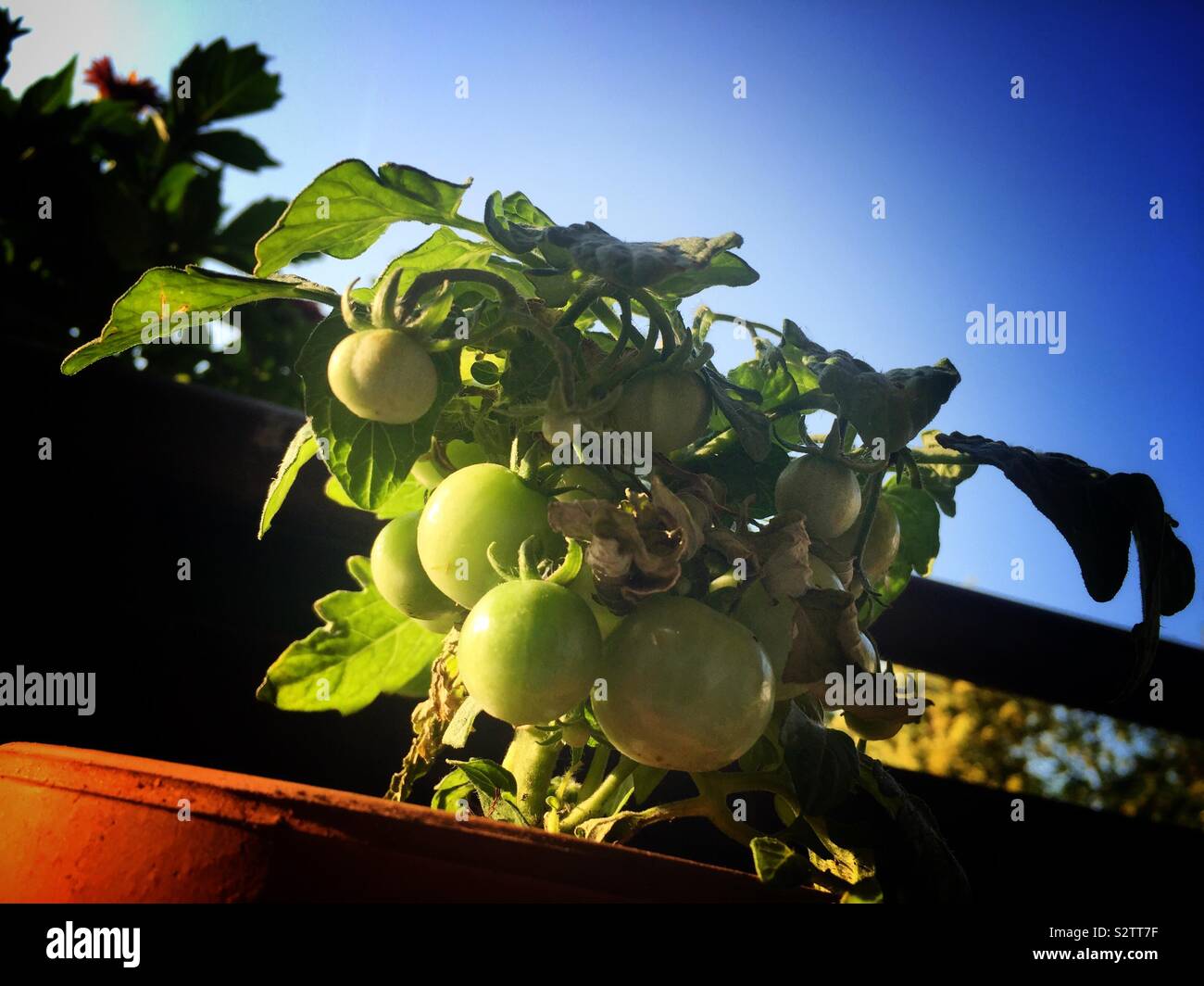 Grüne Tomaten auf dem Balkon Stockfoto