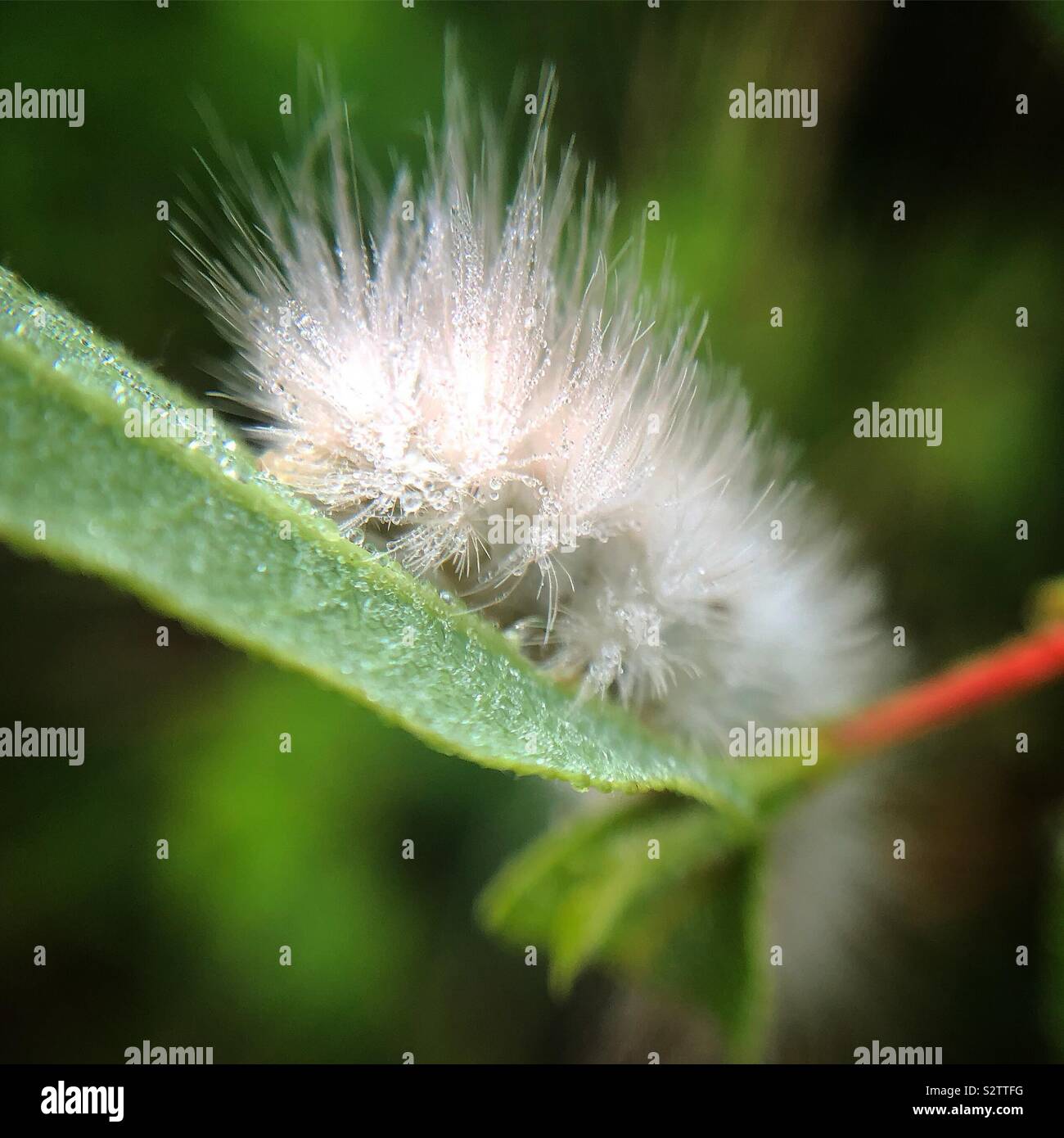 Zarte cycnia Motte Caterpillar auf dogbane, Wayne County, Pennsylvania Stockfoto