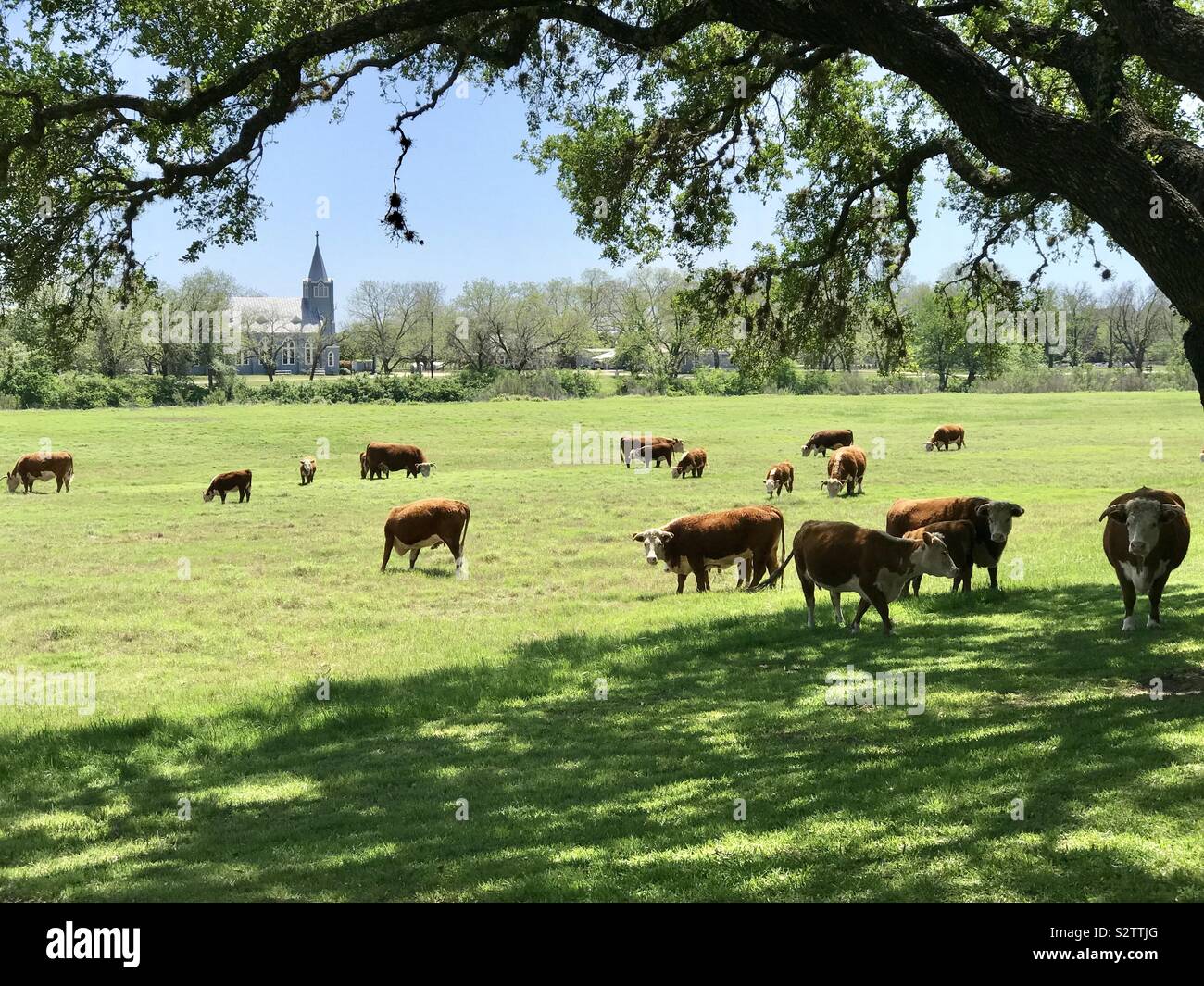 Texas Vieh Stockfoto