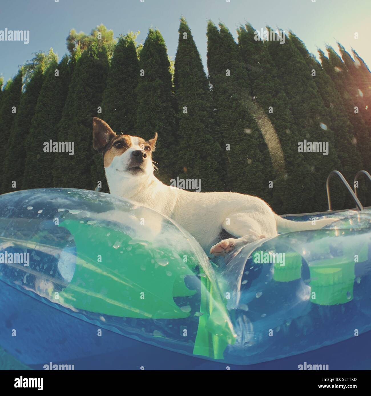 Hund liegend auf einer aufblasbaren Pool schwimmen auf einem sonnigen Sommernachmittag. Stockfoto