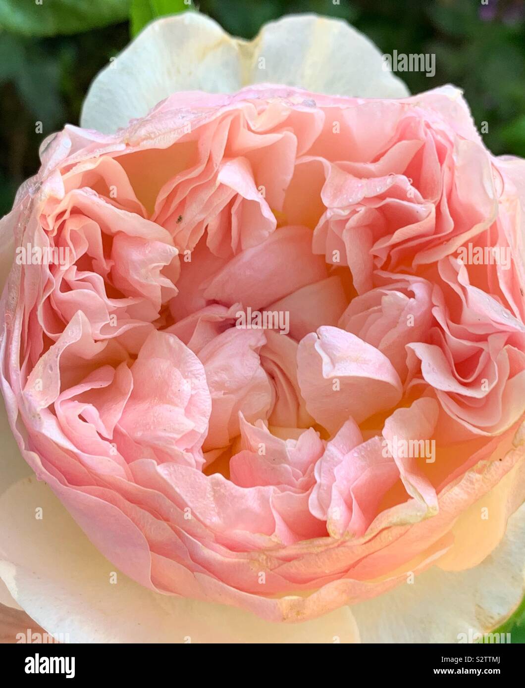 English Rose Evelyn mit vielen komplexen Blütenblätter Stockfoto