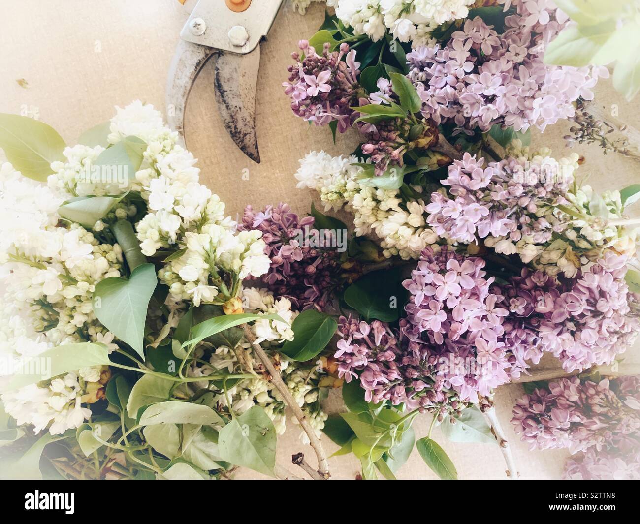 Weiß und Lila Flieder mit gartenschere - Smartphone-aufgenommenes Stockfoto