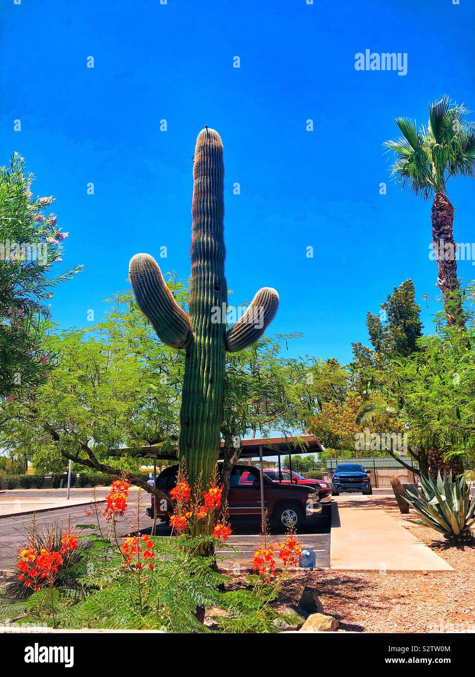 Arizona cactus Hermoso Stockfoto