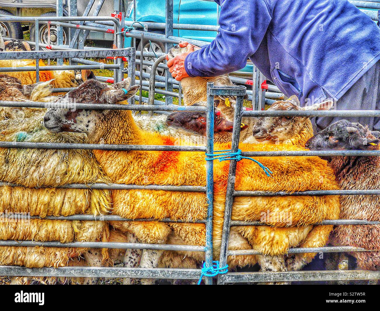Richter prüfen Schafe an der North Harris Landwirtschaft zeigen, Tarbert, Isle of Lewis & Harris, Äußere Hebriden, Schottland Stockfoto