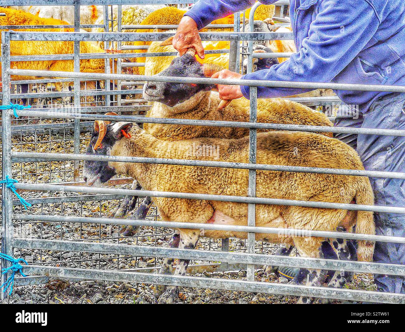 Richter grabbing Hörner von Schafen,Harris Landwirtschaft zeigen, Tarbert, Isle of Lewis & Harris, Äußere Hebriden, Schottland Stockfoto