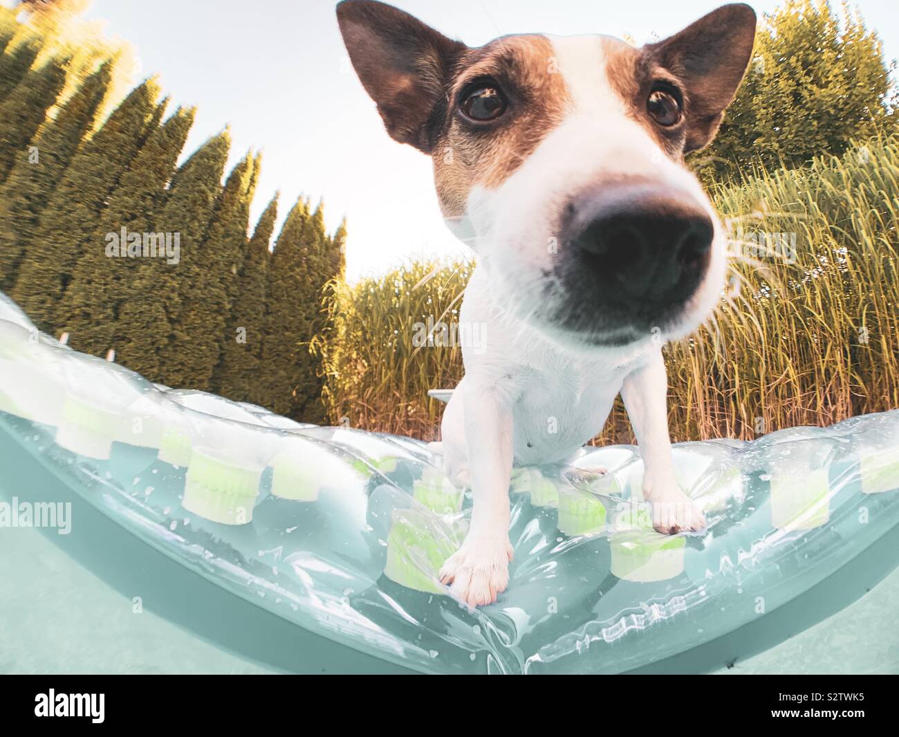 Nahaufnahme des niedlichen Gesichts des jungen Jack Russell Terrier im Freien auf einem aufblasbaren Pool in einem Hinterhof-Swimmingpool. Stockfoto