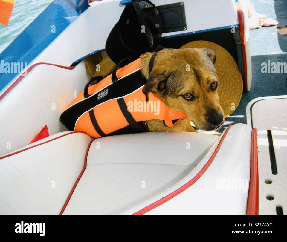 Hund mit Schwimmweste auf Boot Stockfoto