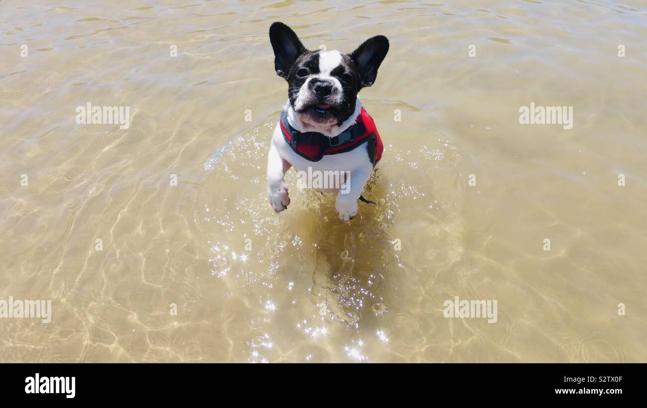 Hunde springen in Schwimmweste am Fluss Stockfoto