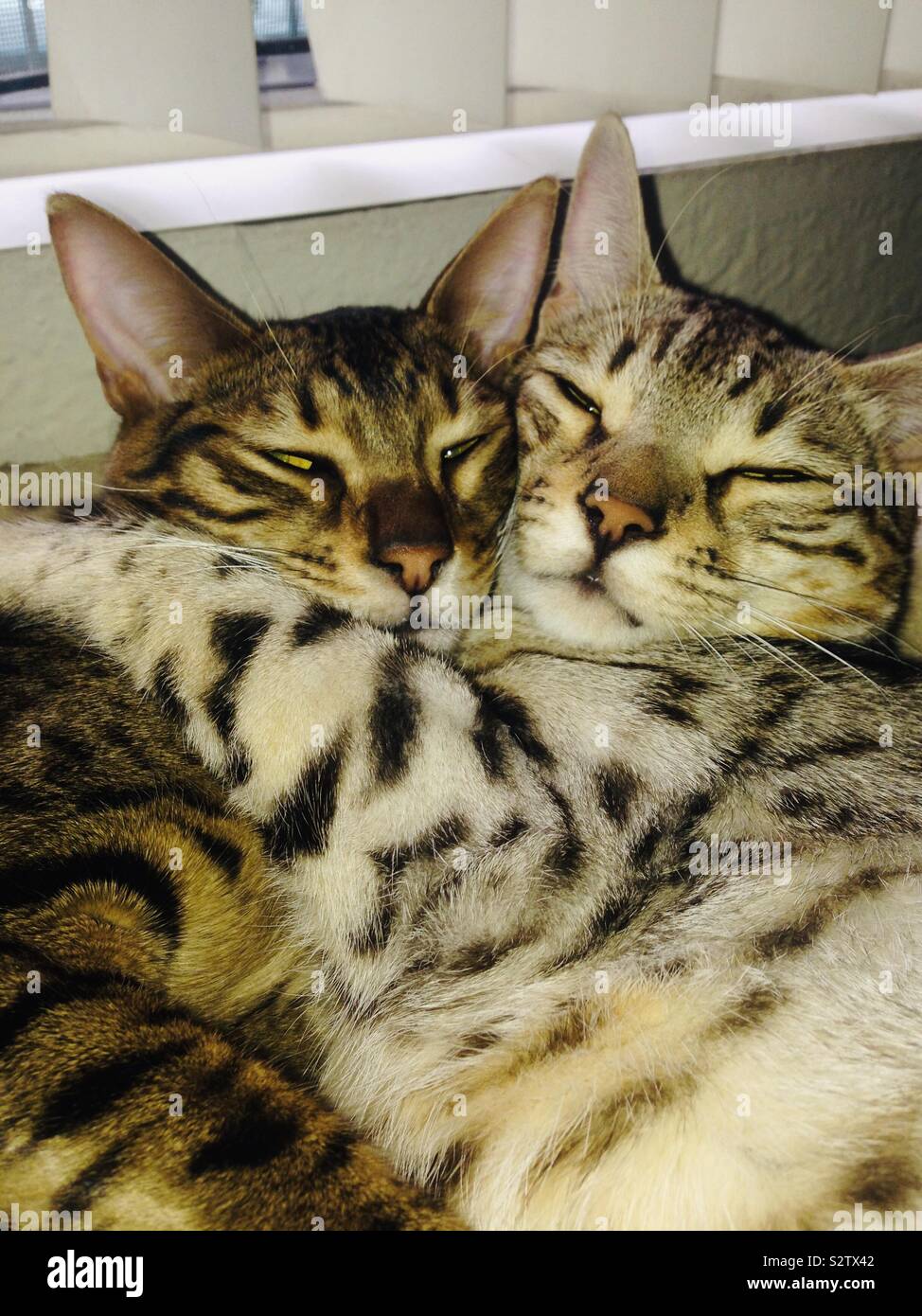 Kuschelnde katzen schlafen -Fotos und -Bildmaterial in hoher Auflösung –  Alamy