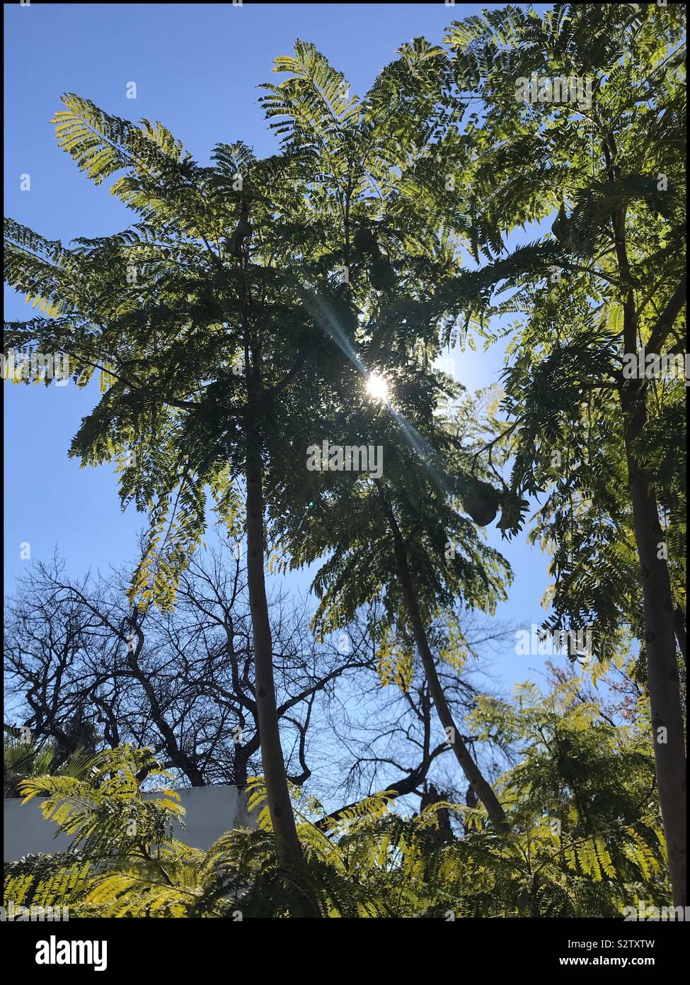 Sonne durch die Bäume. - Smartphone-aufgenommenes Stockfoto