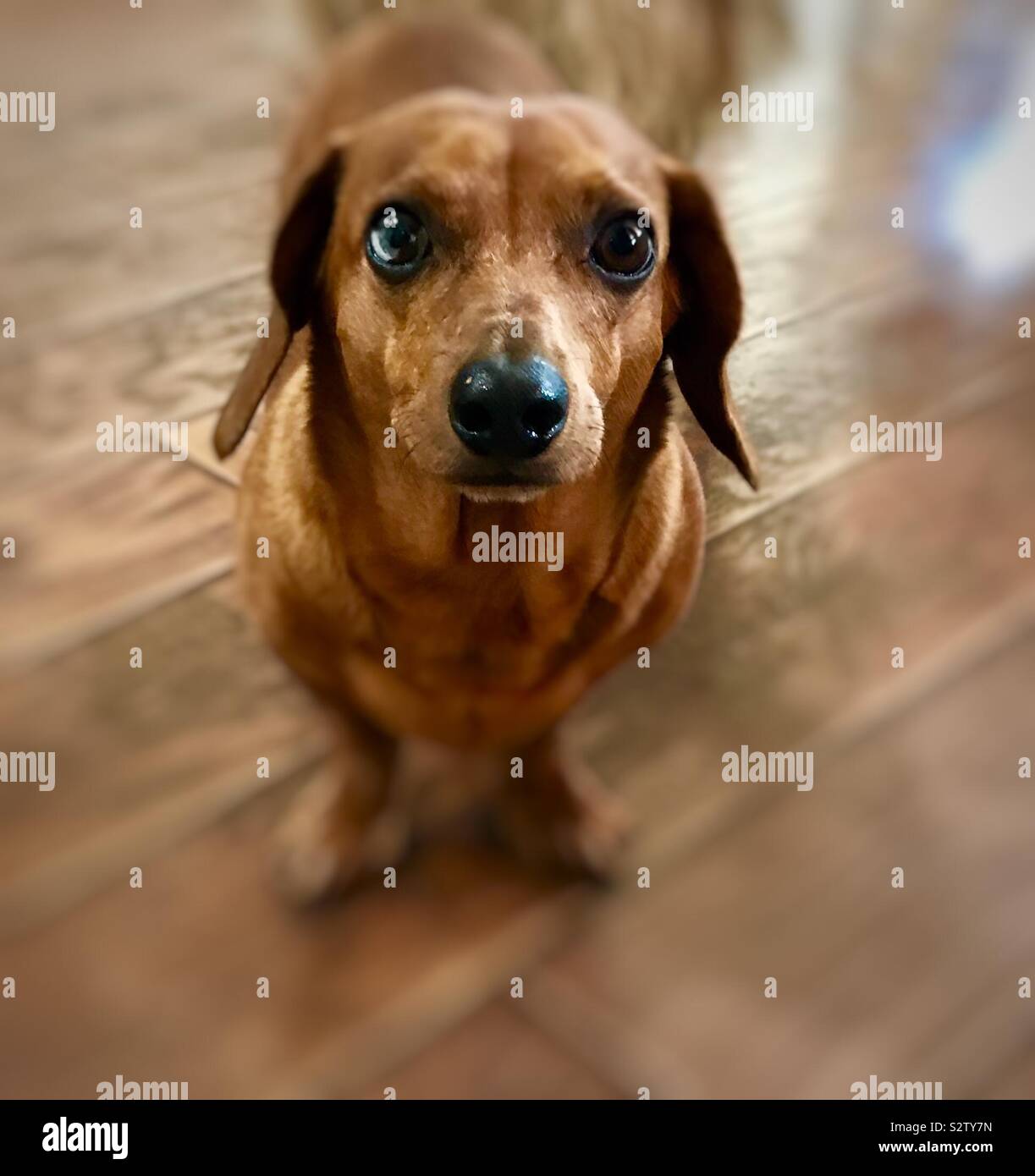 Wiener Hund Stockfoto