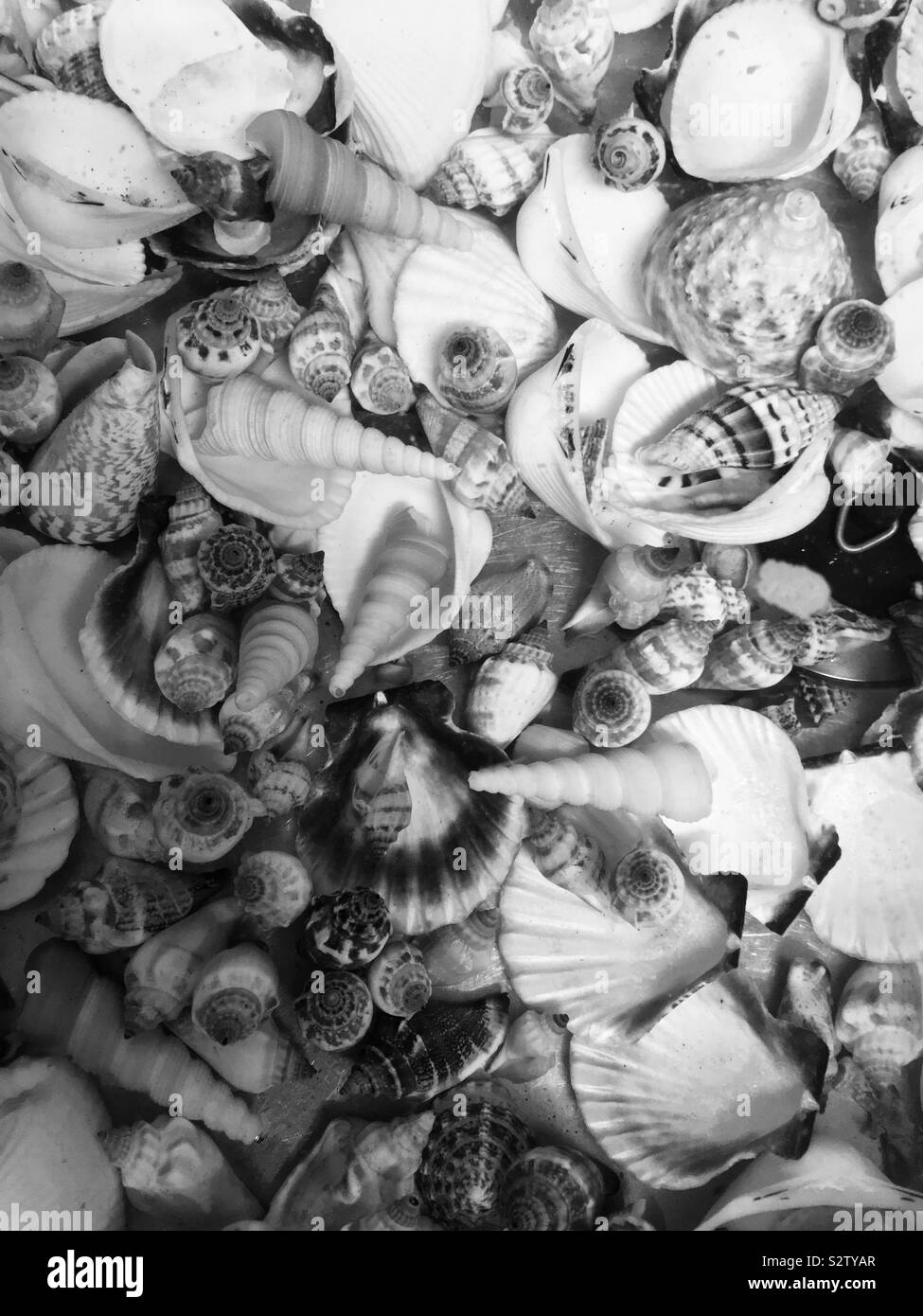 Schwarz-weiß Bild von Muscheln in Wasser - geeignet Hintergrundbild mit Kopie Raum Stockfoto