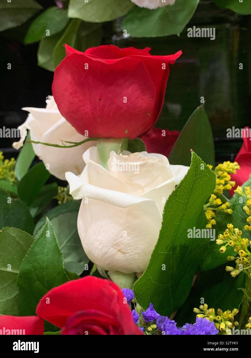 Seitenansicht der roten und weißen Rosen in einen schönen Blumenstrauß. - Smartphone-aufgenommenes Stockfoto