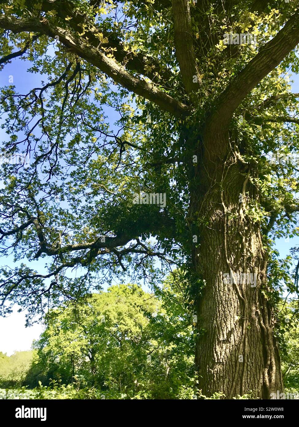 Großen Baum in der englischen Landschaft Stockfoto