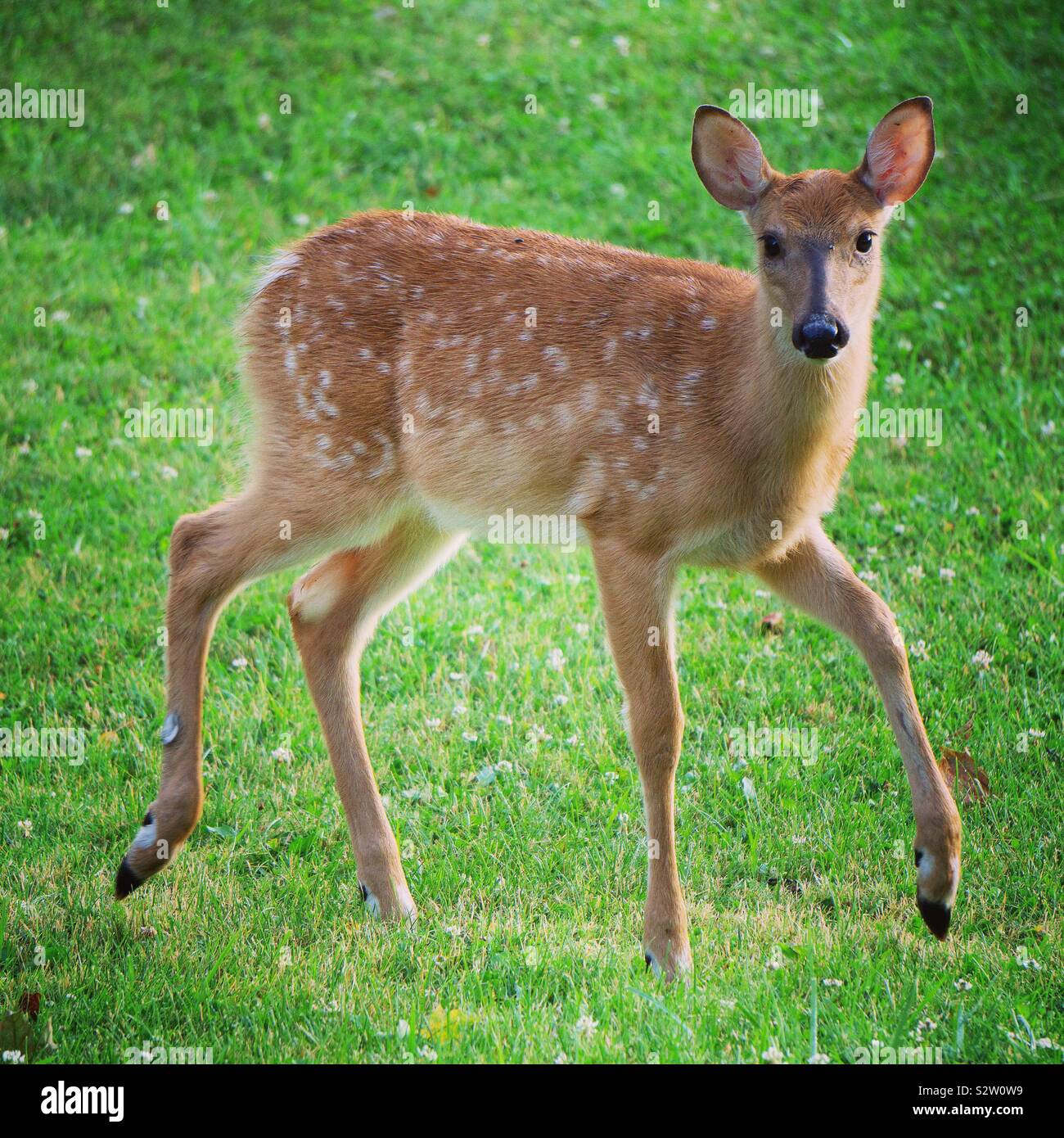 Baby White tailed deer Stockfoto