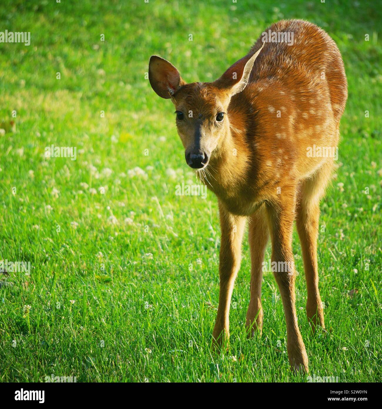 Baby White-tailed deer Stockfoto