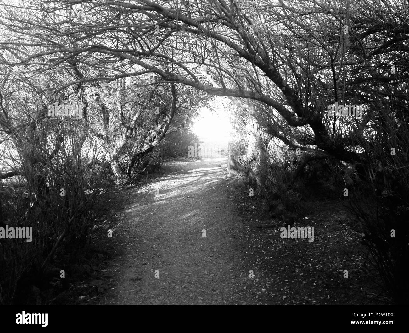 Fußweg unter Tunnel von gewölbten Bäume, Sonnenlicht am Ende Stockfoto