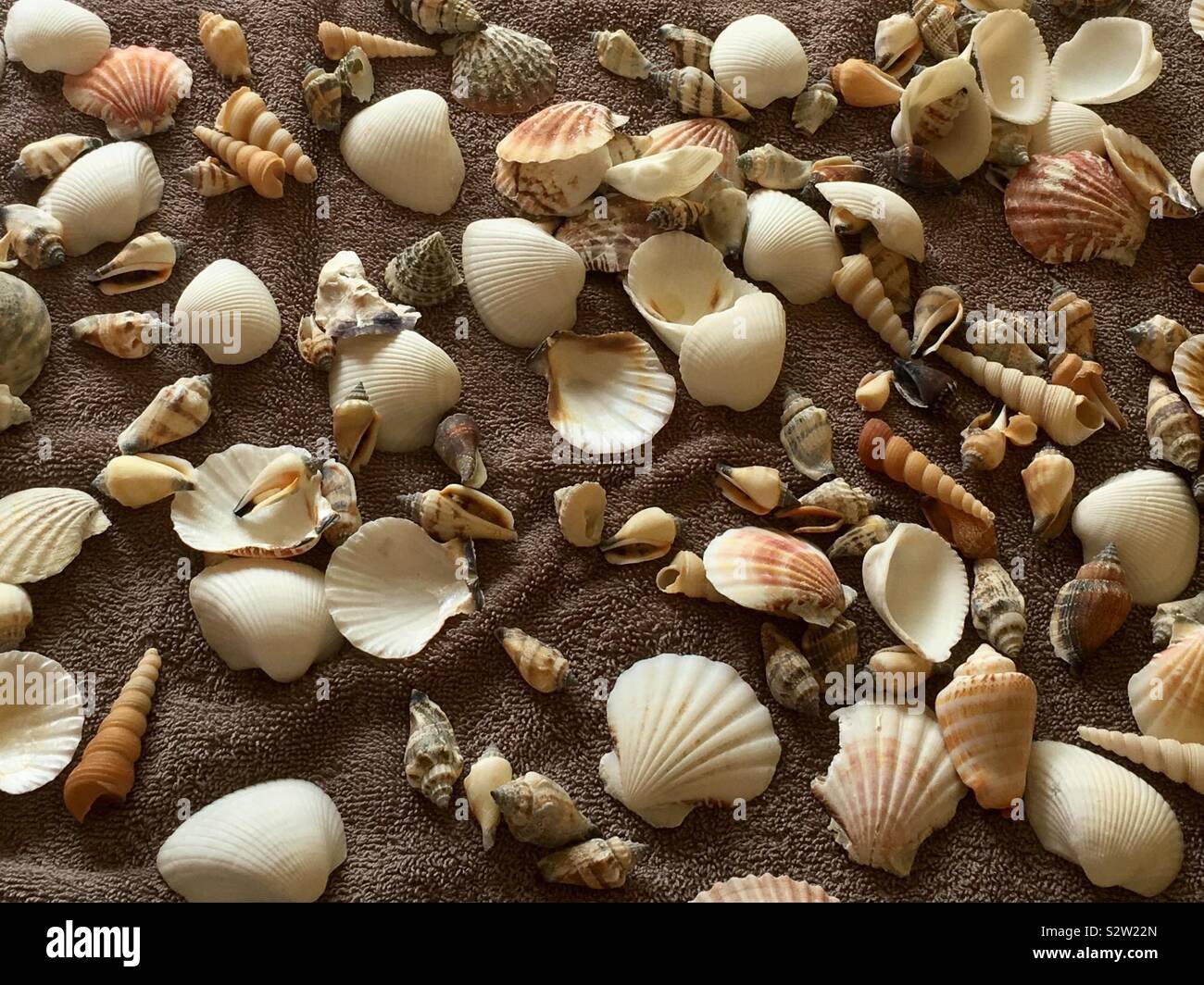 Muscheln auf einem braunen Strandtuch - UK Strand Muscheln Stockfoto